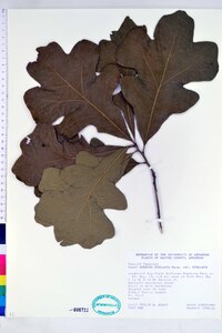 Quercus stellata var. stellata image