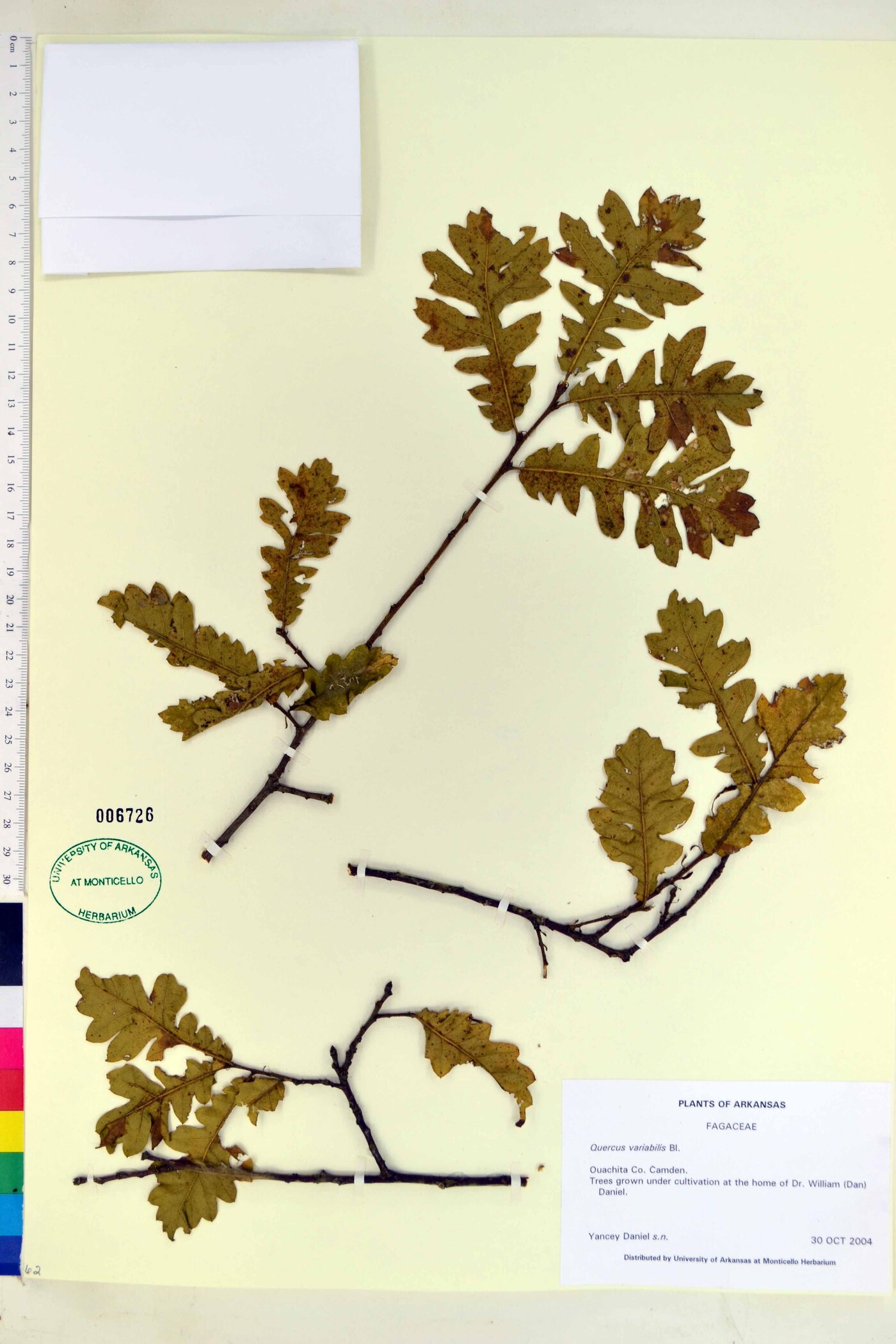 Quercus variabilis image