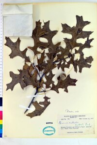 Quercus texana image