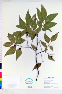 Celtis laevigata image