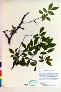 Ulmus alata image