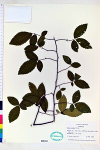 Ulmus alata image