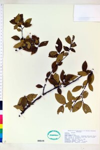 Ulmus alata image