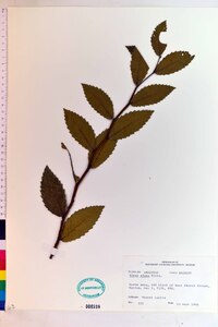 Ulmus alata image