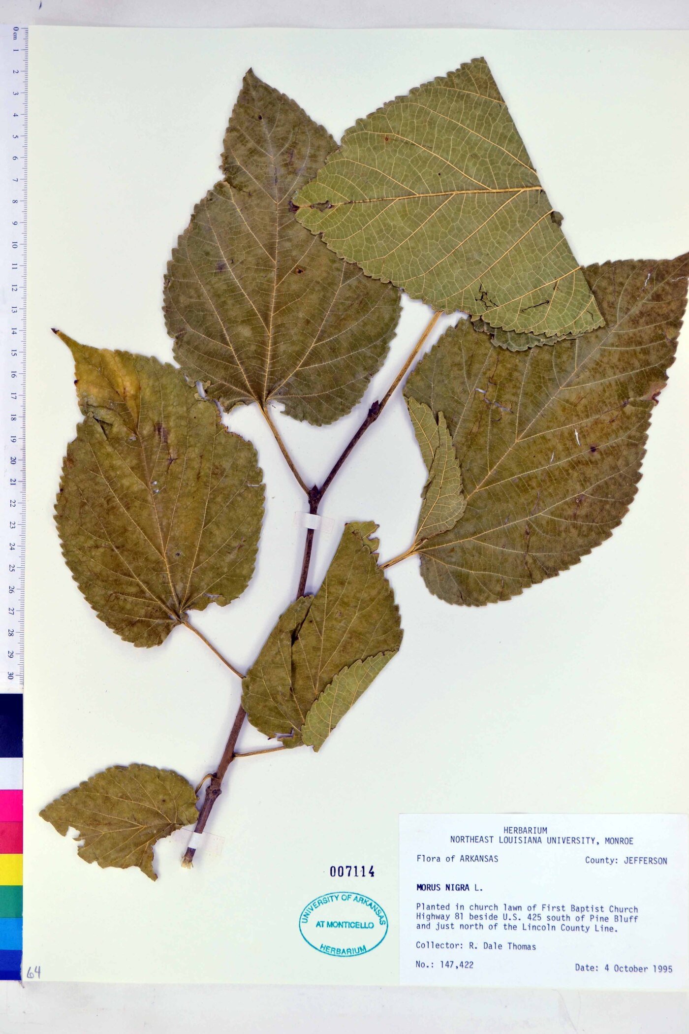 Morus nigra image