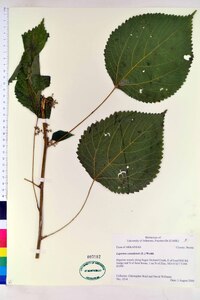 Laportea canadensis image