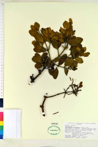 Phoradendron leucarpum subsp. leucarpum image