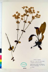 Eriogonum tomentosum image