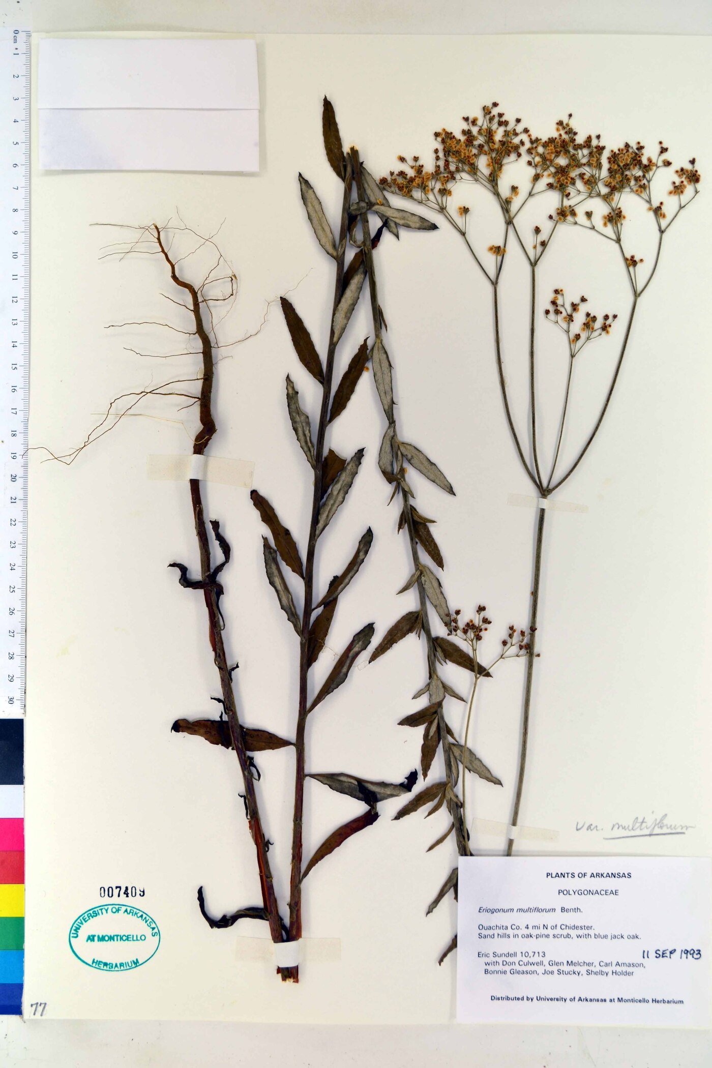 Eriogonum multiflorum var. multiflorum image