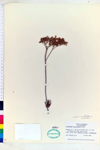 Eriogonum multiflorum image