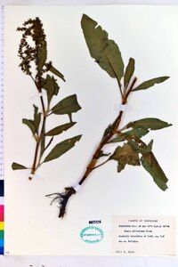 Rumex altissimus image