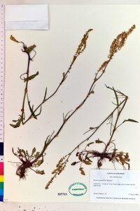 Rumex hastatulus image