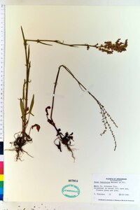 Rumex hastatulus image