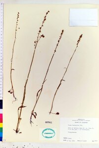 Rumex hastatulus image