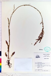 Rumex hastatulus image