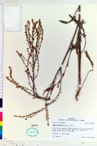 Rumex hastatulus image