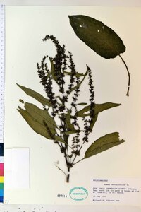 Rumex obtusifolius image