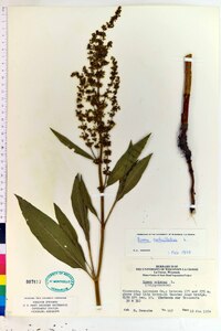 Rumex verticillatus image