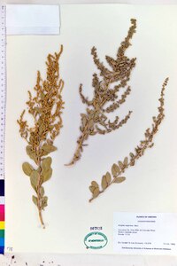 Atriplex argentea image