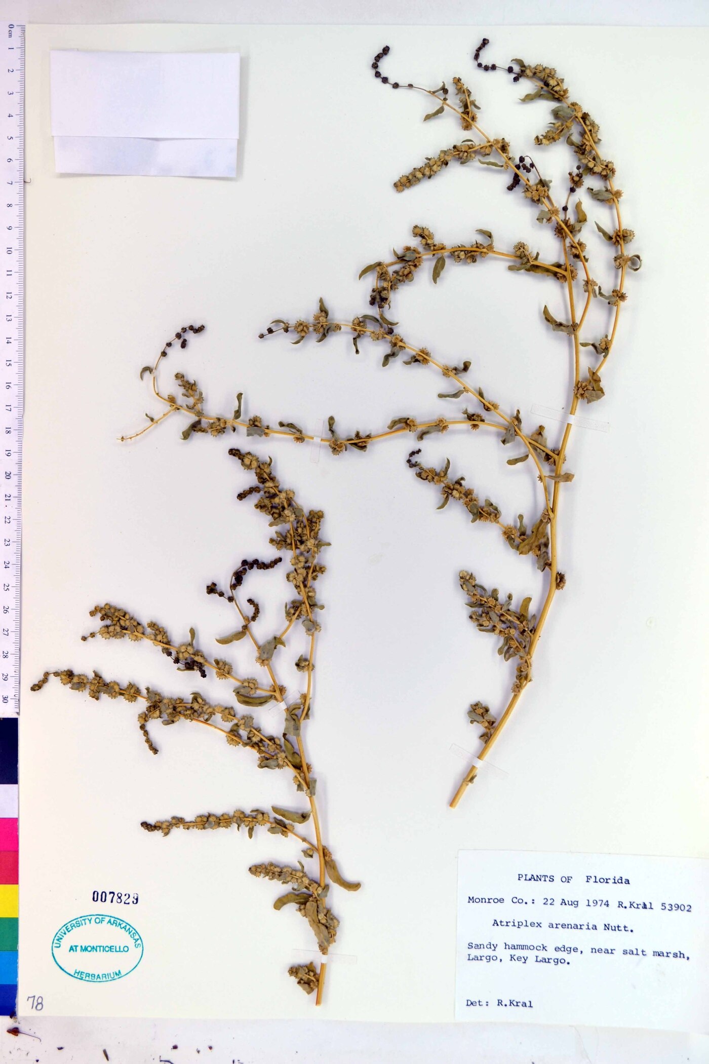 Atriplex arenaria image