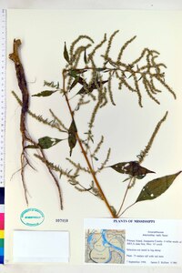 Amaranthus tuberculatus image