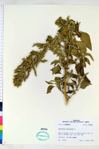 Amaranthus retroflexus image