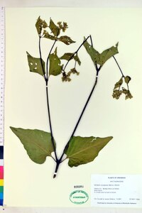 Mirabilis nyctaginea image