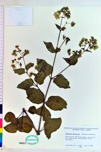 Mirabilis nyctaginea image