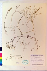 Minuartia muriculata image