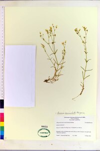 Minuartia muriculata image