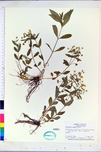 Stellaria pubera image