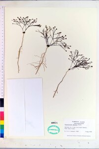 Stipulicida setacea image