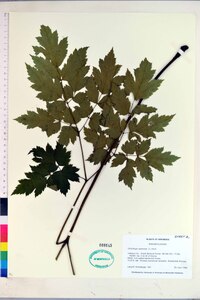 Actaea racemosa image