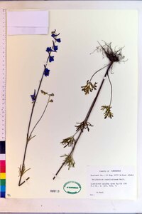 Delphinium carolinianum image