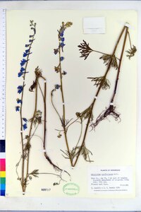 Delphinium carolinianum image