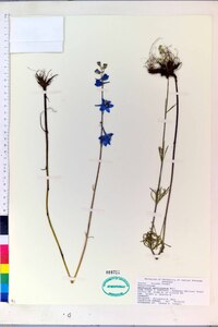 Delphinium carolinianum image