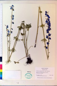 Delphinium carolinianum image