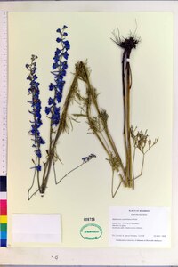 Delphinium carolinianum image