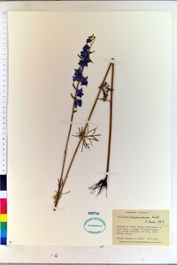 Delphinium carolinianum image