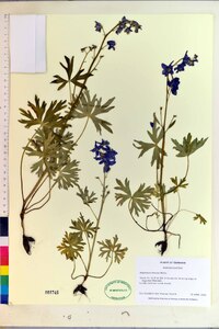 Delphinium tricorne image