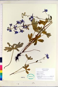 Delphinium tricorne image