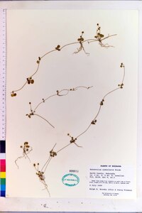 Ranunculus cymbalaria image