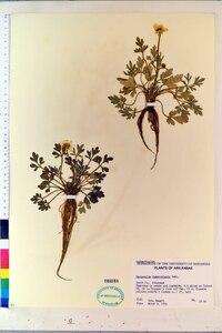Ranunculus fascicularis image