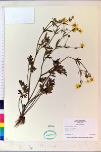Ranunculus sardous image