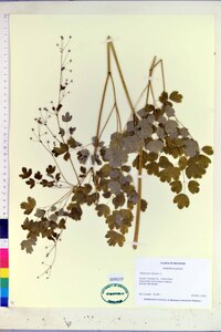 Thalictrum dioicum image