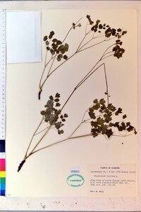 Thalictrum dioicum image