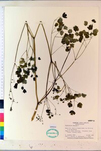 Thalictrum dioicum image