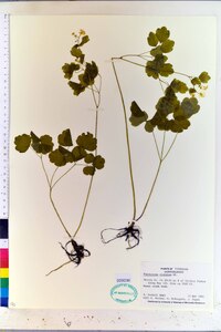 Thalictrum clavatum image