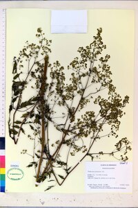 Thalictrum amphibolum image