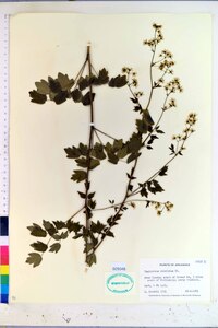 Thalictrum amphibolum image